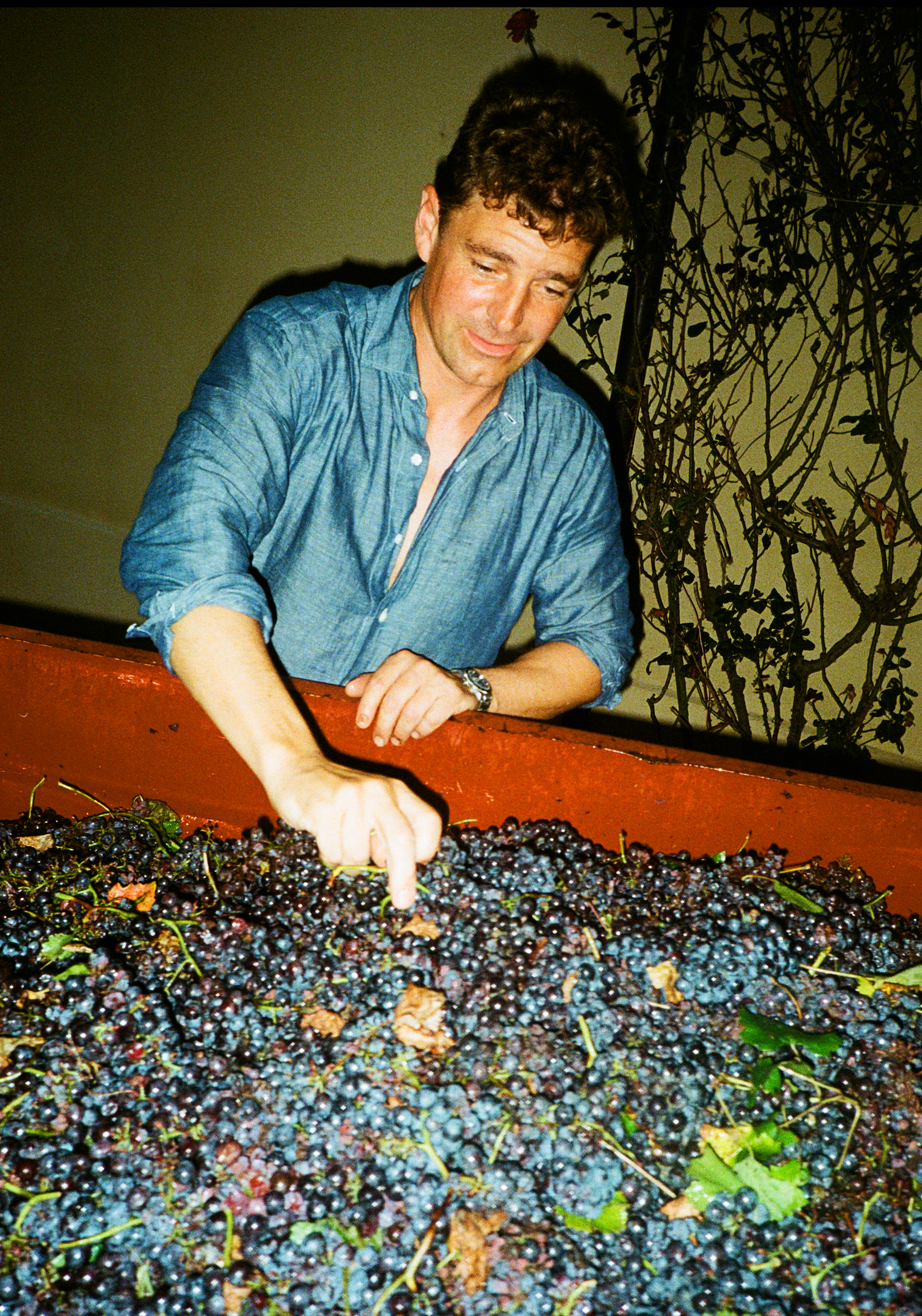 Wine