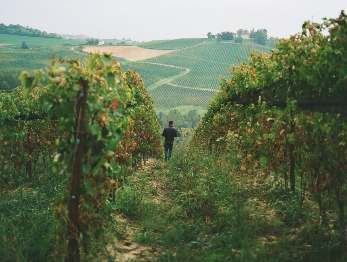 Vineyard rows on the hills of Piedmont